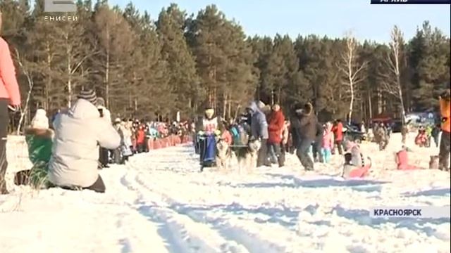 15 февраля в поселке Усть-Мана впервые стартует Кубок Красноярска по гонкам на собачьих упряжках смотреть онлайн