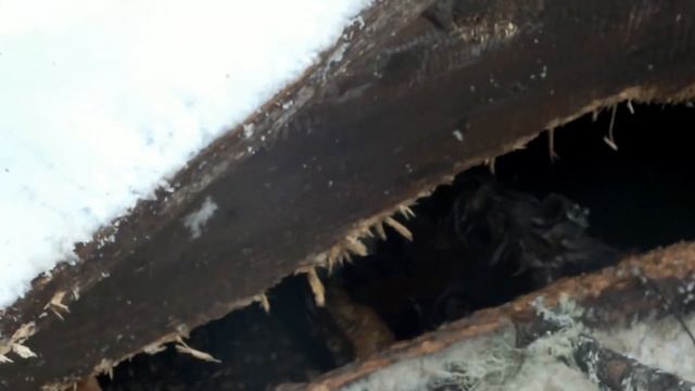 Зверь Соболь свирепствует смотреть онлайн