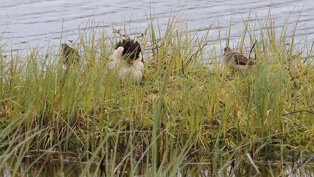 Турухтан (лат. Philomachus pugnax) смотреть онлайн