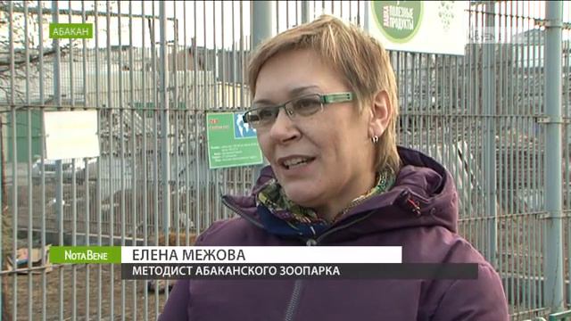 Зоопарк Абакана показал, как обедают тигры и львы смотреть онлайн