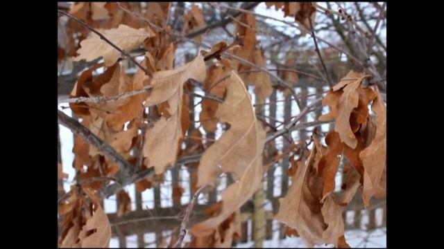 Дуб черешчатый зимняя форма смотреть онлайн