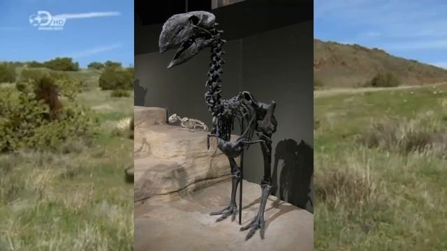 "Gastornis is a Terror Bird" | Common Myth-conceptions смотреть онлайн