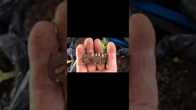 Павловния размножается корневыми черенками смотреть онлайн