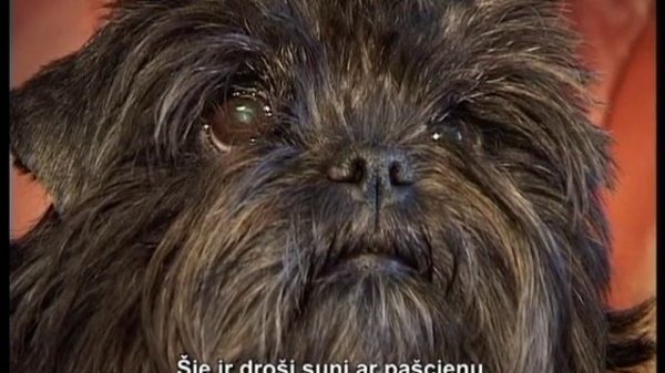 Аффен пинчеры! Affen pinčeri!