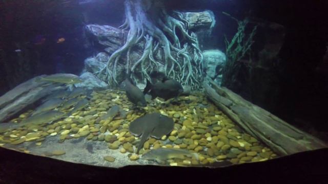 Океанариум в Паттайе смотреть онлайн