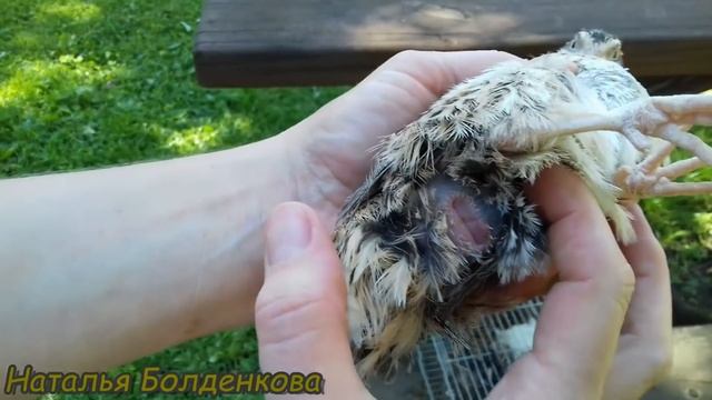 Как определить пол перепелов. смотреть онлайн