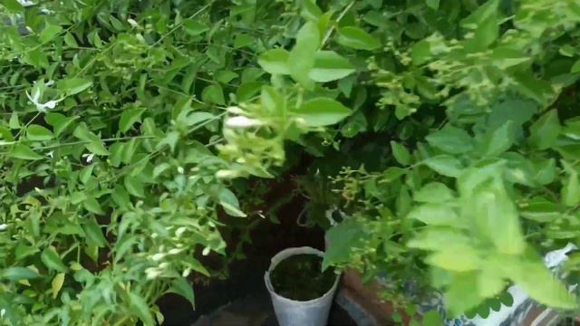 terrace garden overview |rose bougainvillea |raining season terrace garden portulaca #gardeningtips смотреть онлайн