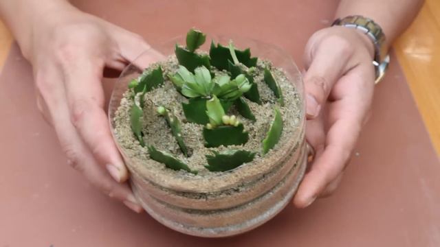 Tips For Propagating Cactus By Cuttings Simple And Effective смотреть онлайн
