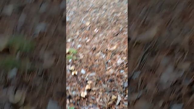 ГРИБНАЯ ДОРОЖКА. НОЯБРЬ! ВОСЕМНАДЦАТОЕ!!! смотреть онлайн