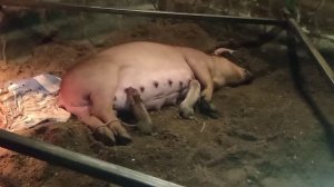 Подготовка к опоросу,опорос,уход за свиньёй и поросятами после опороса.