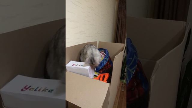 Котёнок Мейн Кун ищет игрушки смотреть онлайн