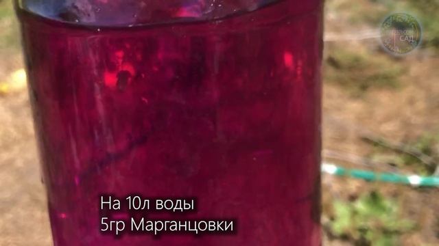 Перед Посадкой Озимого Чеснока Проливаю Грядку Этим Средством! смотреть онлайн