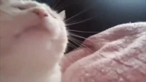 Кот трясет головой