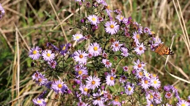 Бабочка репейница, или чертополоховка. Vanessa cardui. Насекомые Беларуси. смотреть онлайн