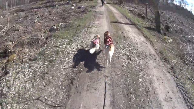 Weimaraner 🆚 Husky 😃 смотреть онлайн