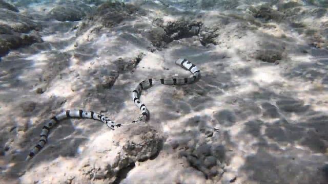 Обитатели Красного моря: острохвостый угорь-арлекин /Harleguin snake eel. Sunwing Waterworld Makadi смотреть онлайн