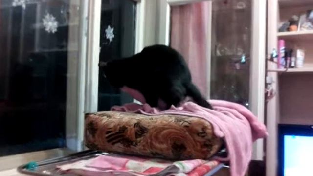 заменитель кошки смотреть онлайн