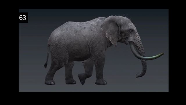 Elephant WalkCycle Reference смотреть онлайн