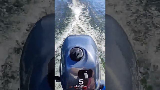 Первый выход на лодочном моторе SEA-PRO F5S четырех тактный. смотреть онлайн