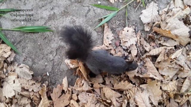 Весёлые бельчата в Приморском Сафари-парке смотреть онлайн