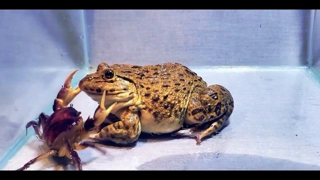 Frogs Eat Everything: Spider, Snake, Mice, Crab, And Etc....