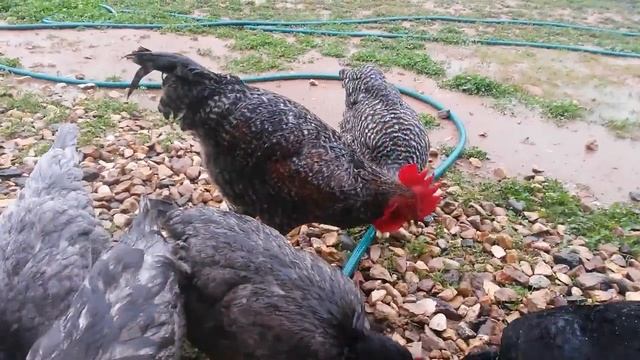 Петух кормит курочек! Очень интересно! смотреть онлайн