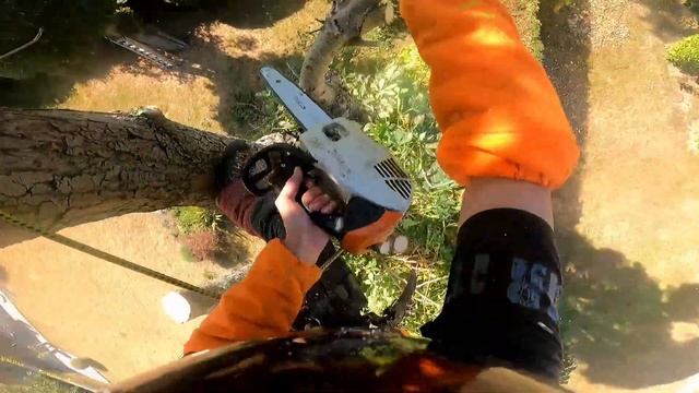 abattage marronnier par démontage STIHL MS 151 MS 261 et MS 661 смотреть онлайн