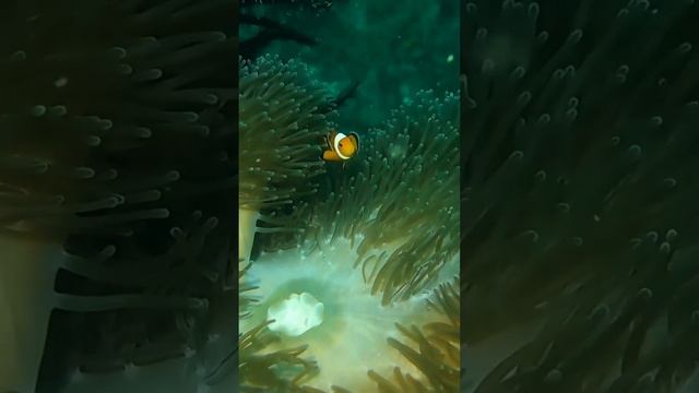 Profundezas do oceano смотреть онлайн