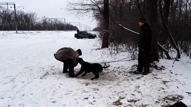 Кане корсо Дайкири костюм смотреть онлайн