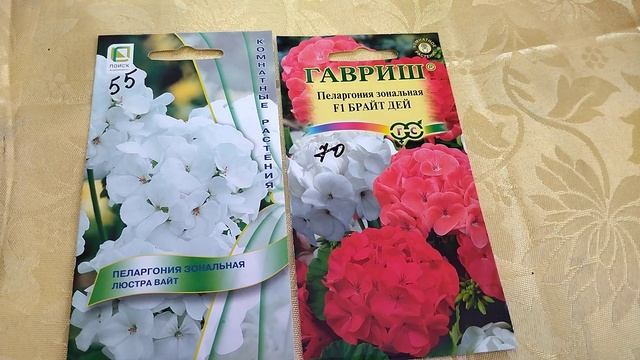 ВЫРАСТИТЬ ГЕРАНЬ ИЗ СЕМЯН! смотреть онлайн