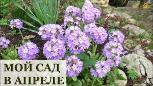 Мой сад в АПРЕЛЕ!