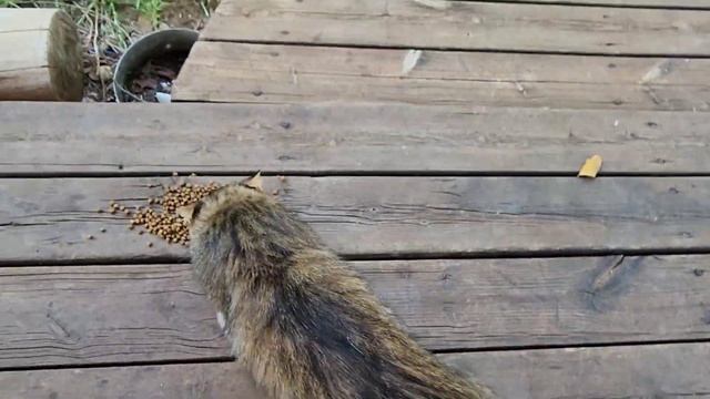 Опять терпим бедствие кошачьего двора из-за гульбы котов смотреть онлайн