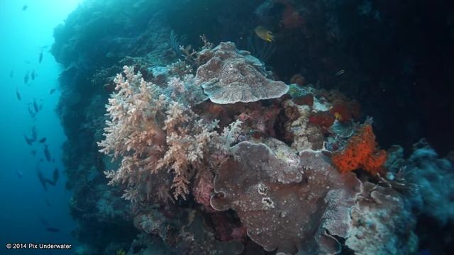 Sony NEX-7 Underwater Fisheye Test (VCL-ECF1) смотреть онлайн