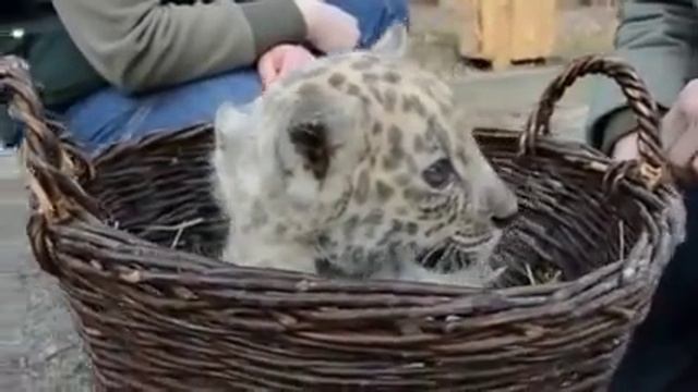 Белые ягуары смотреть онлайн