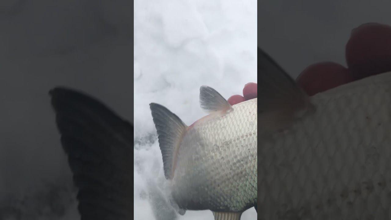 Говорю тихо чтоб не оббурили #рыбалкакстово #первыйлёд #плотва #лещ смотреть онлайн