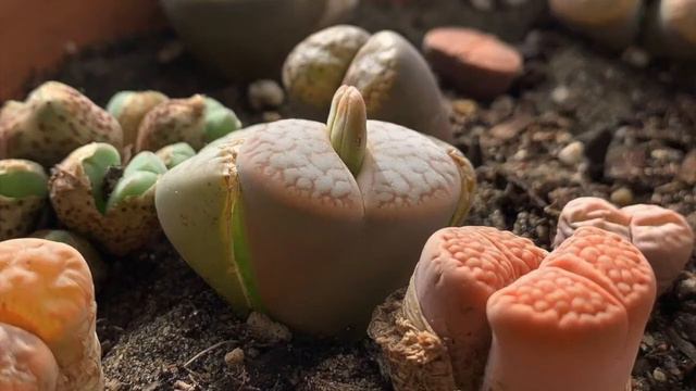 Lithops Gracilidelineata - Progress In A Year -  A Cinderella Story