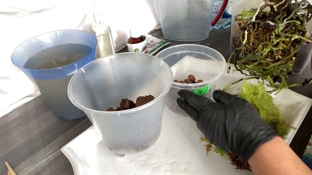 ПЕРЕСАДКА ОРХИДЕИ / Грибок / Грунт на выброс смотреть онлайн