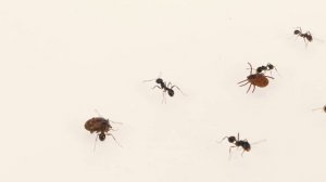 ЗВЕРСКАЯ БИТВА КЛЕЩА И МУРАВЬЕВ! ВЕРСУС КЛЕЩА И МУРАВЬЕВ [Живое кормление!]