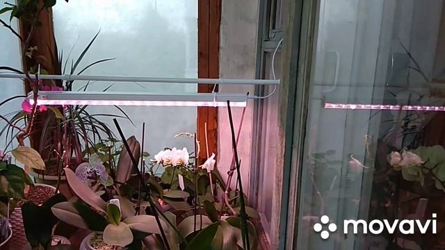 Притенение балкона от солнца.Балкон,как место размещения растений. смотреть онлайн