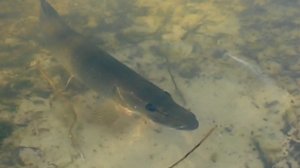 Рыбалка на плотву.Озера с чистой водой.