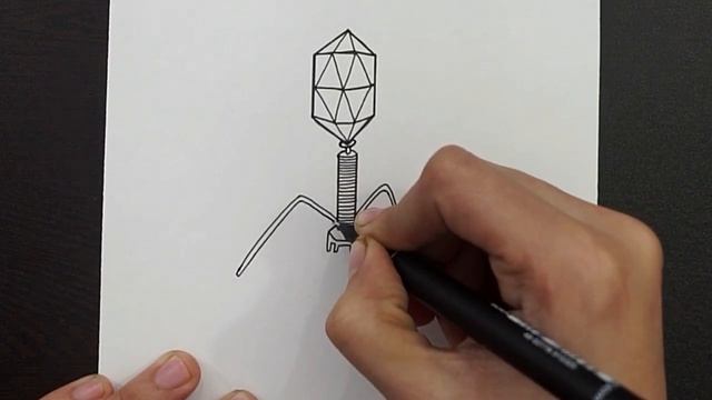 Diagram Of Bacteriophage || How To Draw Bacteriophage Diagram || Class 11 || Biology