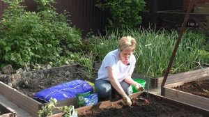 ПОСАДКА ТОМАТОВ С ЛАРИСОЙ ЗАРУБИНОЙ!