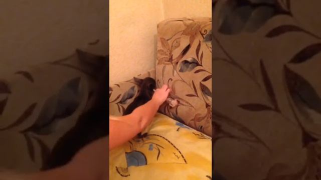 Чихуа-хуа VS кость