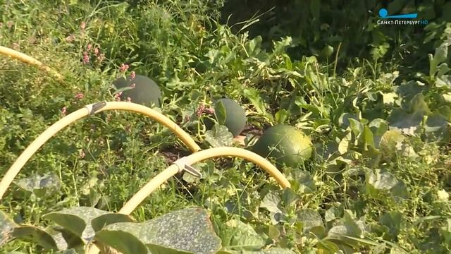 Северный арбуз на даче.Мал арбуз ,да вкусен . смотреть онлайн