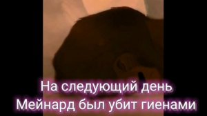 История Зингелы по заказу Гюзель Хунажик