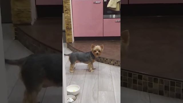Лола, указка, лапы и хвост смотреть онлайн