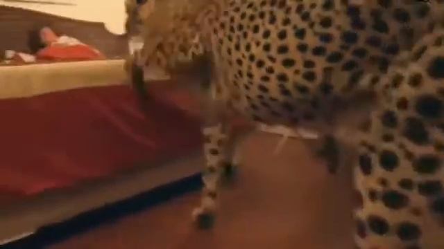 Гепарды в доме. У нее в доме 14 гепардов, 5 львов, 2 леопарда и 3 каракала / Жесть смотреть онлайн