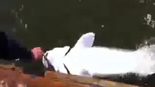 Рыбалка на осетра смотреть онлайн