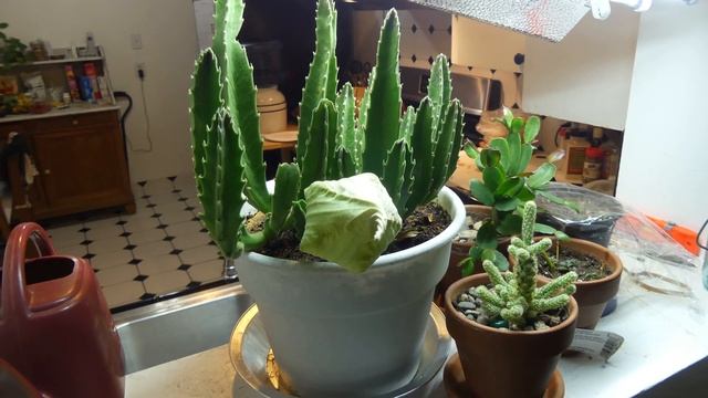 Stapelia Gigantea flower growth and bloom time lapse смотреть онлайн