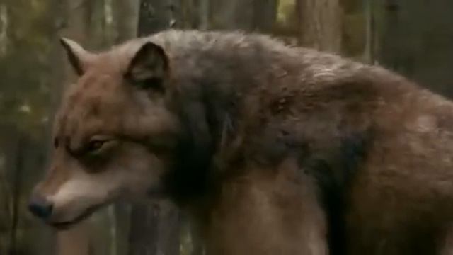 Сумерка 1-часть. (2008год) смотреть онлайн